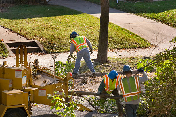 Lawn Renovation and Restoration in Silver Firs, WA